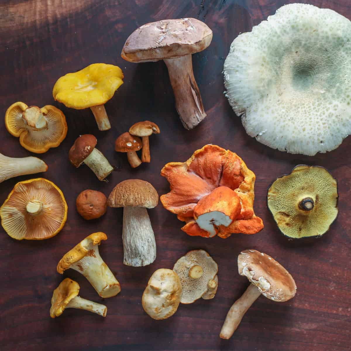 UMAMI ONION MUSHROOM RUB